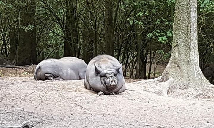 Wildpark-Restaurant Schwarze Berge